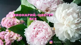 Пионы в цвету  |Когда цветут пионы | Чтобы цвели пионы