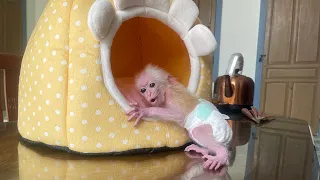 Monkey Poor is happy and surprised when gets a new bed!