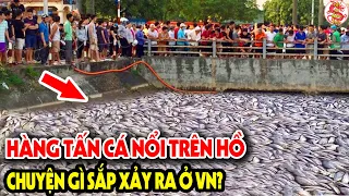 Cả Lịch Sử Việt Nam Ngỡ Ngàng Khi Chứng Kiến Hàng Tấn Cá Nổi Trên Hồ - Tiên Tri Điều Gì? #vstt