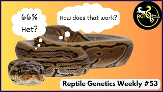 How Do You Get A "66% Het" Trait? - Reptile Genetics Weekly Ep 53