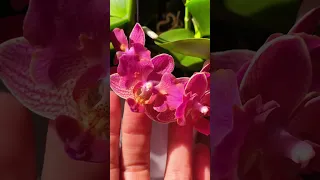 Phalaenopsis ‘peloric’ is looking for his name… Фаленопсис ‘пелорик-бабочка’ ищет имя…