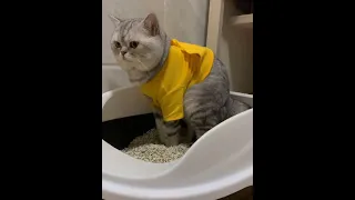 constipation #shorts #cat #funnyvideo