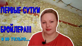 ПЕРВЫЕ СУТКИ БРОЙЛЕРА|ПОЕНИЕ|КОРМЛЕНИЕ|ТЕМПЕРАТУРА