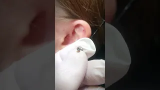 Проколоть хрящ уха. Пирсинг Хеликс. Ear Piercing. Helix.