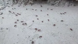 #MYKIDSTV#муравей#ant#THE BRUTAL BATTLE OF THE ANTLION AND ANTS! [Live feeding!]