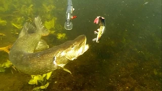 How to film underwater 50+ best pike attacks 2015. Fishing wt lures. Рыбалка щука атака под водой.