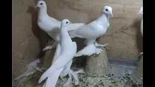 Давно хотел вам показать эту Уникальную породу голубей