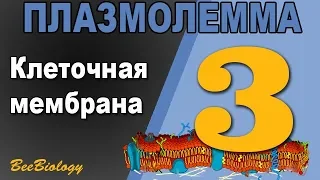 Урок№3 - Клеточная Мембрана - ПЛАЗМАЛЕММА - Строенеие Клетки