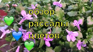 ОБЗОР РАССАДЫ в домашних условиях, КАК РАСТЕТ моя рассада цветов, важные нюансы