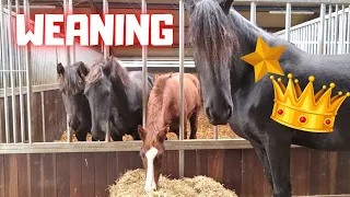 Weaning Rising Star⭐ The last time together with Queen👑Uniek | Friesian Horses