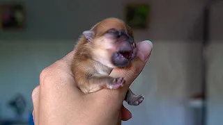 Pom puppy grows: from birth to 2 months