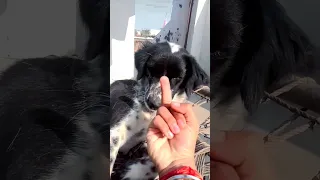 MY DOG HAS A PURE HEART 🥺| dog cute reaction  #shorts #dogs