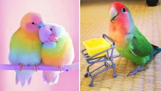 Baby Animals 🔴 Funny Parrots and Cute Birds Compilation (2021) Loros Adorables Recopilación #26