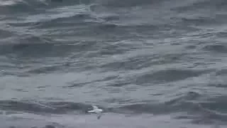 Northern Fulmar flying over the waves of the North Sea near Norway, 20 August 2014