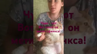 Такого кота вы нигде не увидите! Метис Донского сфинкса