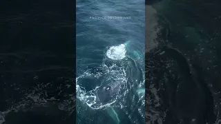 Avistamiento de Ballenas en el Pacífico Colombiano. Nuquí, Chocó.