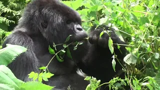 Vegetarian in a salad bowl - a silverback mountain gorilla settles down for a mixed salad in Rwanda.