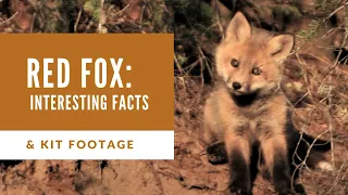 Red fox: interesting facts and cute kits (baby foxes)