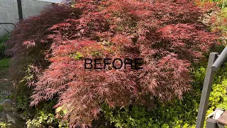 THINNING AND SHAPING JAPANESE LACE LEAF MAPLE 🍁