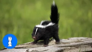 Baby Skunks Trying To Spray - Funniest Compilation