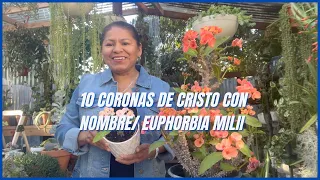 10 Coronas de Cristo con nombre: Euphorbia Milii