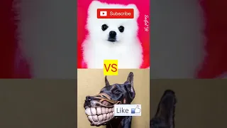 cute dogs shorts tiktok trending dog viral youtubeshorts funny petreaction whatsappstatus5 ytshorts