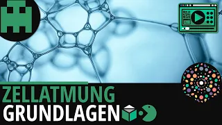 Zellatmung Grundlagen │Biologie Lernvideo [Learning Level Up]