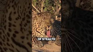 Fun Fact About Leopard 🐆 Climbing Trees