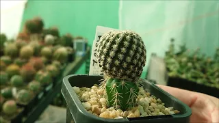 Cactus Collection Tour - Autumn 2018