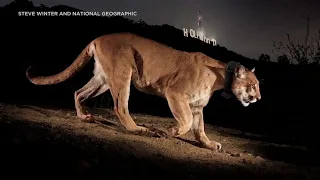 P-22, LA’s celebrity mountain lion, euthanized