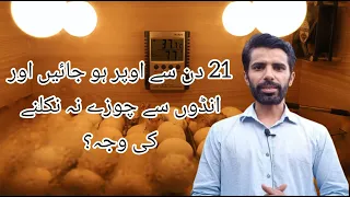 Andon me se chuzay kun ni nikle (reasons) || How to check chicks in eggs || By Asad Aseel official