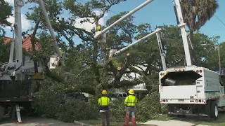 Latest on fallen live oak tree lying across Carrollton Avenue in Uptown New Orleans