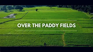 Over the Paddy Field | Drone Shot | VILLAGE LIFE