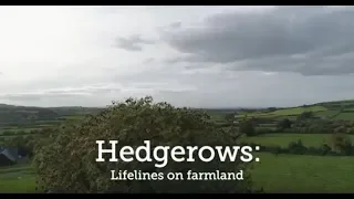 Hedgerows: Lifelines on Farmland