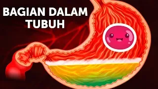 Perjalanan Makanan di Dalam Tubuh