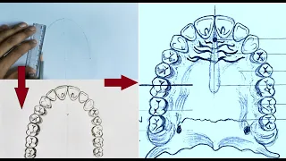 How To Draw Maxillary Arch Anatomy | Dental Palate |DENTAL ANATOMY || M R ART