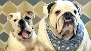 Классные собаки! Смешные и милые видео французского бульдога | Bulldog funny videos