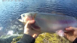 Fishing For Rainbow Trout | Regnbågsfiske 2020