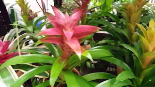How to care for a Bromeliad Plant | Donna Joshi