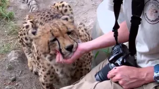 Bonding with Bullet the Cheetah