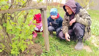 В деревне прополка огурцов.  И просто наша семья