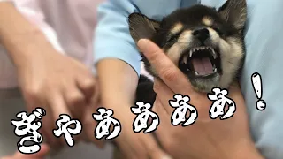 【豆柴ぽてと】初めてのアレを拒否し続けた結果…/Mame Shiba inu【犬 赤ちゃん 大きさ 白黒】