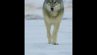 Beautiful Grey Wolf