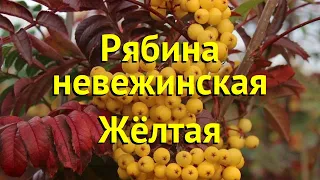 Рябина невежинская Жёлтая. Краткий обзор, описание характеристик sorbus Żółtaja A