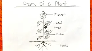 Plant science drawing for school project | Parts of Plant school drawing | Different Parts of Plant