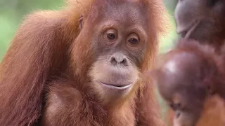 Orangutans and Otters Living Together