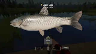 Russian fishing 4 - Trophy Grass Carp and Common Crap  / Bear Lake