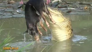 Crocodile VS Boar Demo  - AUSSIE CROCODILE MAN  #17