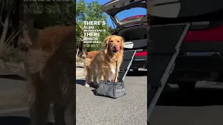 My dog tests Nissan's Dog Travel Kit 🚗🐕