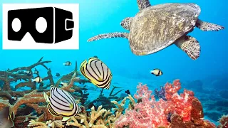 3D VR Video  |   Turtle in the Ocean   |   Underwater world